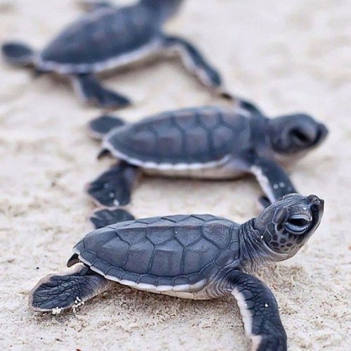 131907547_3744960718902039_670999391646082397_n-500x500 131907547_3744960718902039_670999391646082397_n-500x500