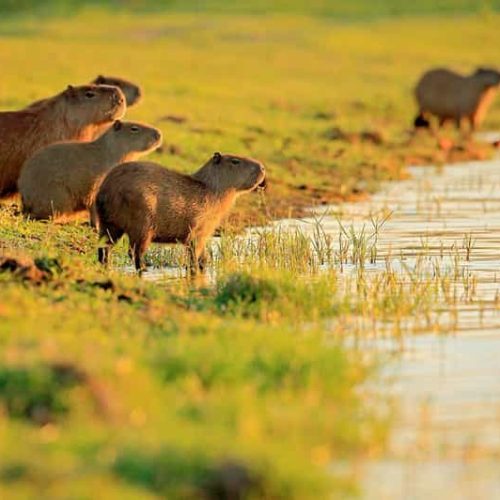 146-9-500x500 146-9-500x500