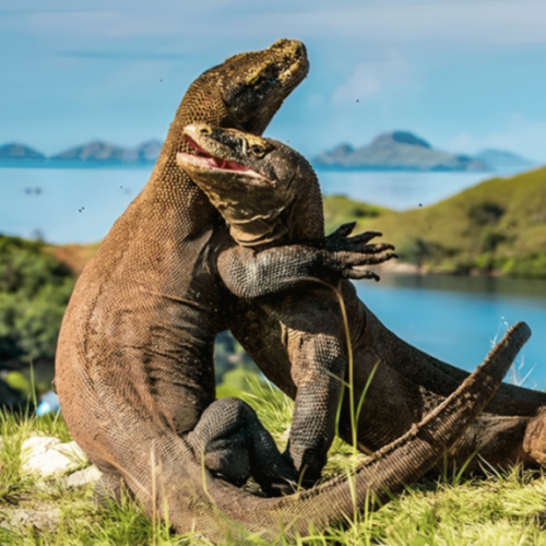 3-1024x576-1-500x500 3-1024x576-1-500x500