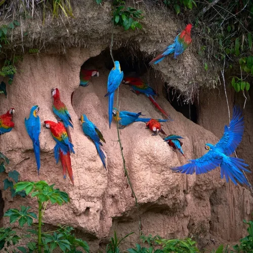 3c5b4712936c23e1743a9e333947c952-500x500 3c5b4712936c23e1743a9e333947c952-500x500