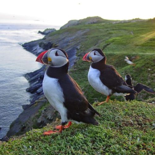 5114884566477f2888f59699e658d690-500x500 5114884566477f2888f59699e658d690-500x500