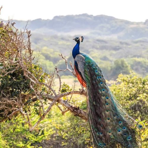 727fdb1af2cd91a305ae45da94ac4c1b-500x500 727fdb1af2cd91a305ae45da94ac4c1b-500x500