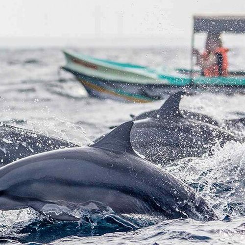 8f-1-1-500x500 8f-1-1-500x500