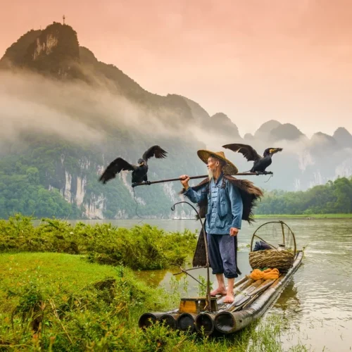 A-traditional-cormorant-fisherman-works-on-the-Li-River-Yangshuo-China-500x500 A-traditional-cormorant-fisherman-works-on-the-Li-River-Yangshuo-China-500x500