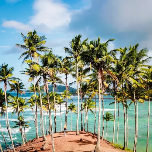 DJI_0780-500x500 DJI_0780-500x500