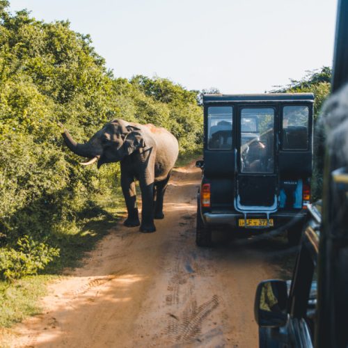 DSC_6313-1024x732-1-500x500 DSC_6313-1024x732-1-500x500