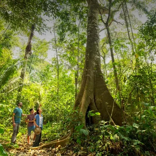 Flora-de-la-Reserva-Nacional-Tambopata-500x500 Flora-de-la-Reserva-Nacional-Tambopata-500x500