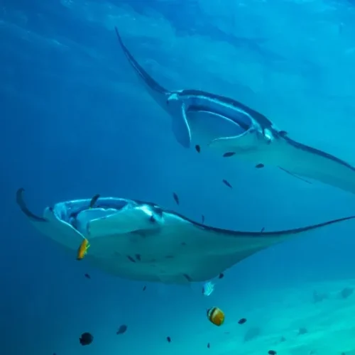 Manta-point-Makassar-Reef-KomodoLuxury-500x500 Manta-point-Makassar-Reef-KomodoLuxury-500x500