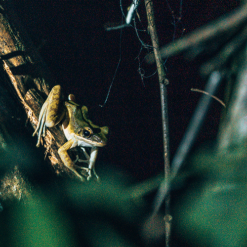 Our-Jungle-Camp-Night-Safari-Khao-Sok-National-Park-4-500x500 Our-Jungle-Camp-Night-Safari-Khao-Sok-National-Park-4-500x500