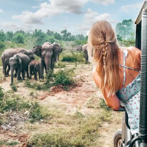 Yala-National-Park-Safari-Ticket-Price-500x500 Yala-National-Park-Safari-Ticket-Price-500x500