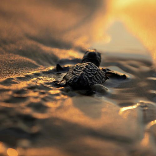 a-newly-hatched-baby-sea-turtle-makes-amir-cohen-500x500 a-newly-hatched-baby-sea-turtle-makes-amir-cohen-500x500