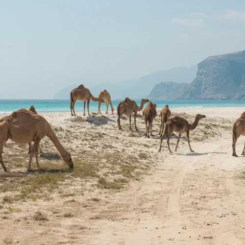 c9da8170539c40e580737eef05c6aabd_8-1-500x500 c9da8170539c40e580737eef05c6aabd_8-1-500x500