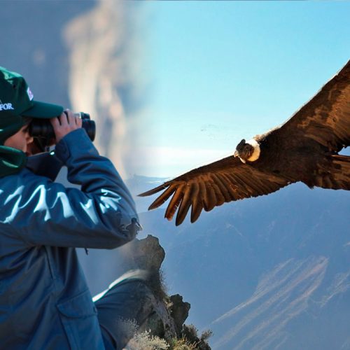 condor-arequipa-serfor-500x500 condor-arequipa-serfor-500x500