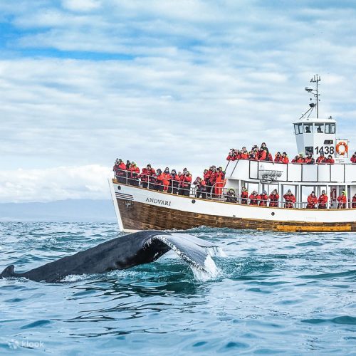 df9thjrcml87np0xz9q4-500x500 df9thjrcml87np0xz9q4-500x500