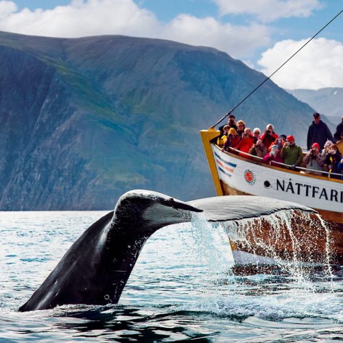 humpback-whale-fluke-in-front-of-nattfari-2-500x500 humpback-whale-fluke-in-front-of-nattfari-2-500x500