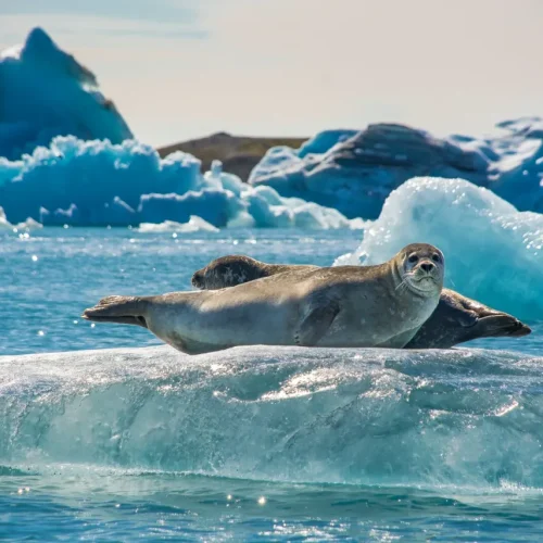 rrpecqku9n1y53tvt8lz-500x500 rrpecqku9n1y53tvt8lz-500x500