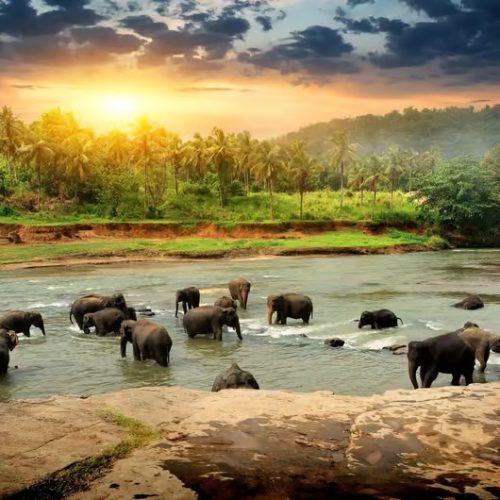 sri-lanka-500x500 sri-lanka-500x500