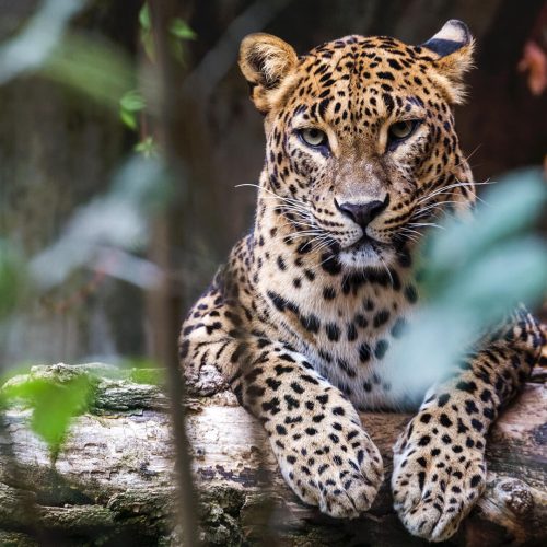 sri-lanka-leopard-asian-500x500 sri-lanka-leopard-asian-500x500