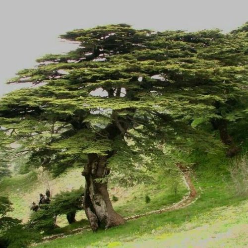 1137_cedars1-500x500 1137_cedars1-500x500