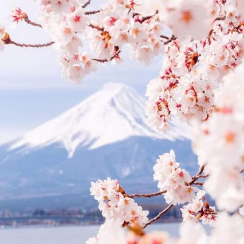 481103537_612860028154219_4979298917583116735_n-683x1024 481103537_612860028154219_4979298917583116735_n-683x1024