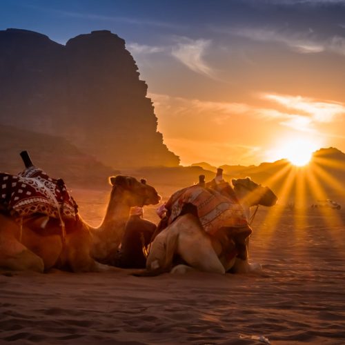 DSC_0865-500x500 DSC_0865-500x500