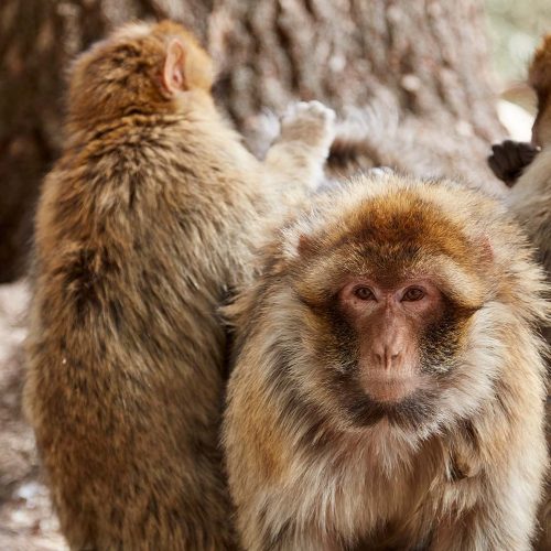 barbary-macaques-trio-apes-full-width-nhm-500x500 barbary-macaques-trio-apes-full-width-nhm-500x500