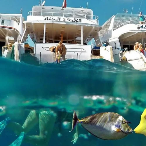 c85226fb-d830-40fd-a977-e265dfac65d5_red-sea-snorkeling-hurgada-xlarge-500x500 c85226fb-d830-40fd-a977-e265dfac65d5_red-sea-snorkeling-hurgada-xlarge-500x500